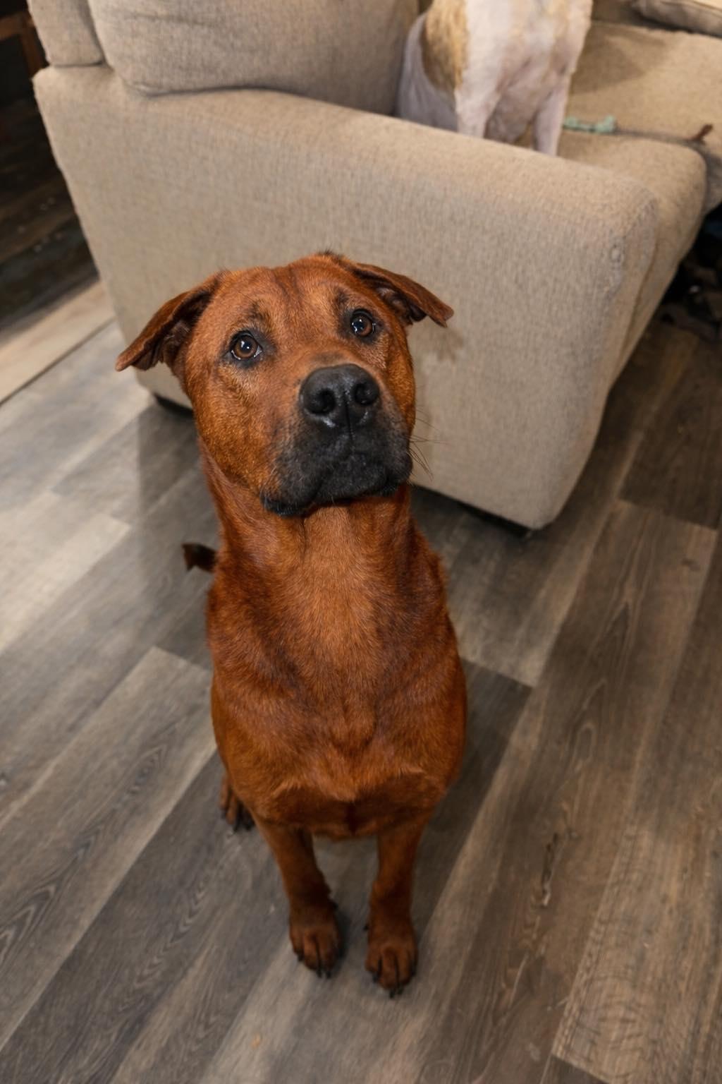 Enlarge ATLAS- NAVASOTA, TX, an adopted mixed breed in Conroe, TX image 4/6