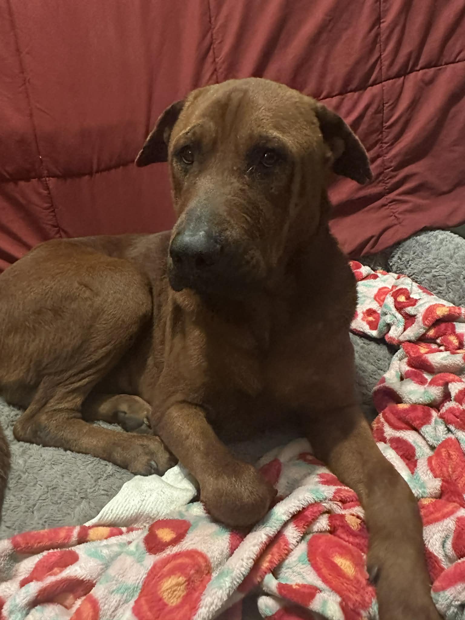 Enlarge ATLAS- NAVASOTA, TX, an adopted mixed breed in Conroe, TX image 5/6