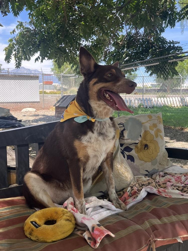 Sasha, Adoptable, Adult Female Cattle Dog.