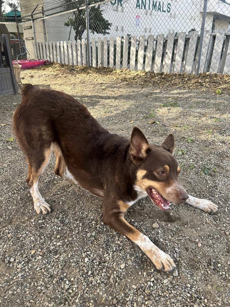 Sasha, Adoptable, Adult Female Cattle Dog.