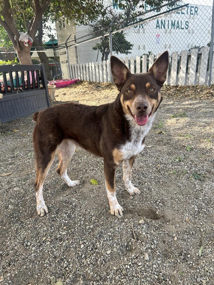 Enlarge Sasha, a Adoptable mixed breed in Ontario, CA image 2/3