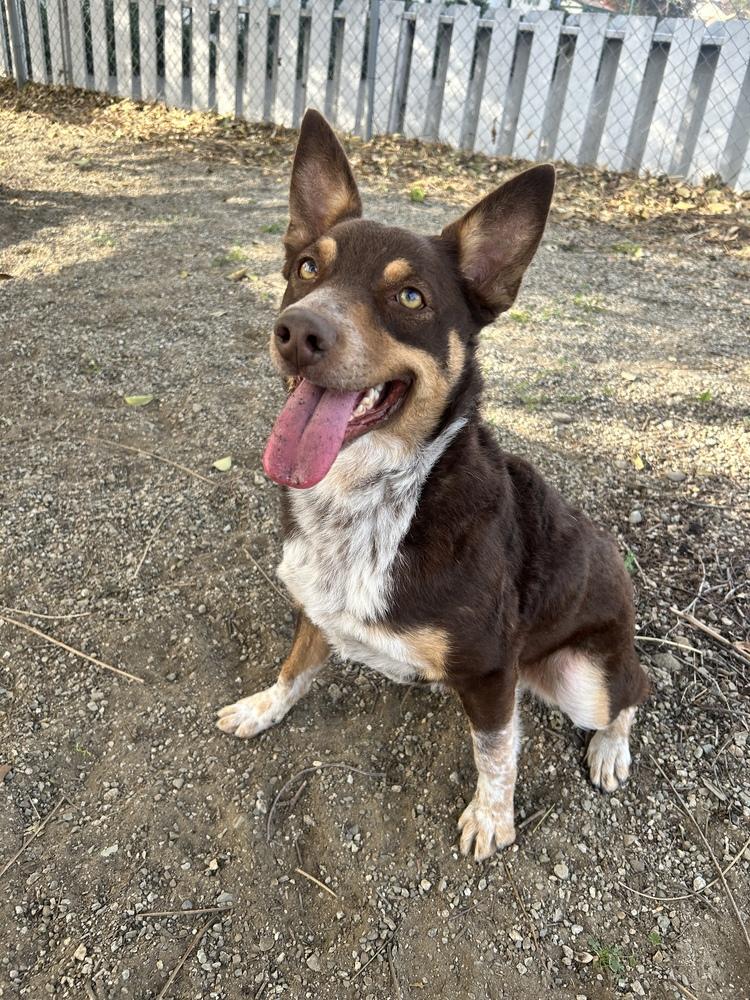 Enlarge Sasha, a Adoptable mixed breed in Ontario, CA image 3/3