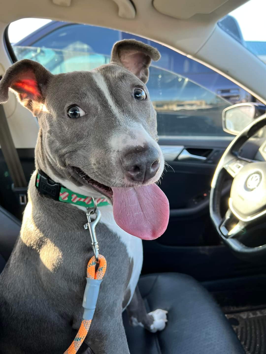 Neo, a Adoptable mixed breed in Waldorf, MD image 3/3