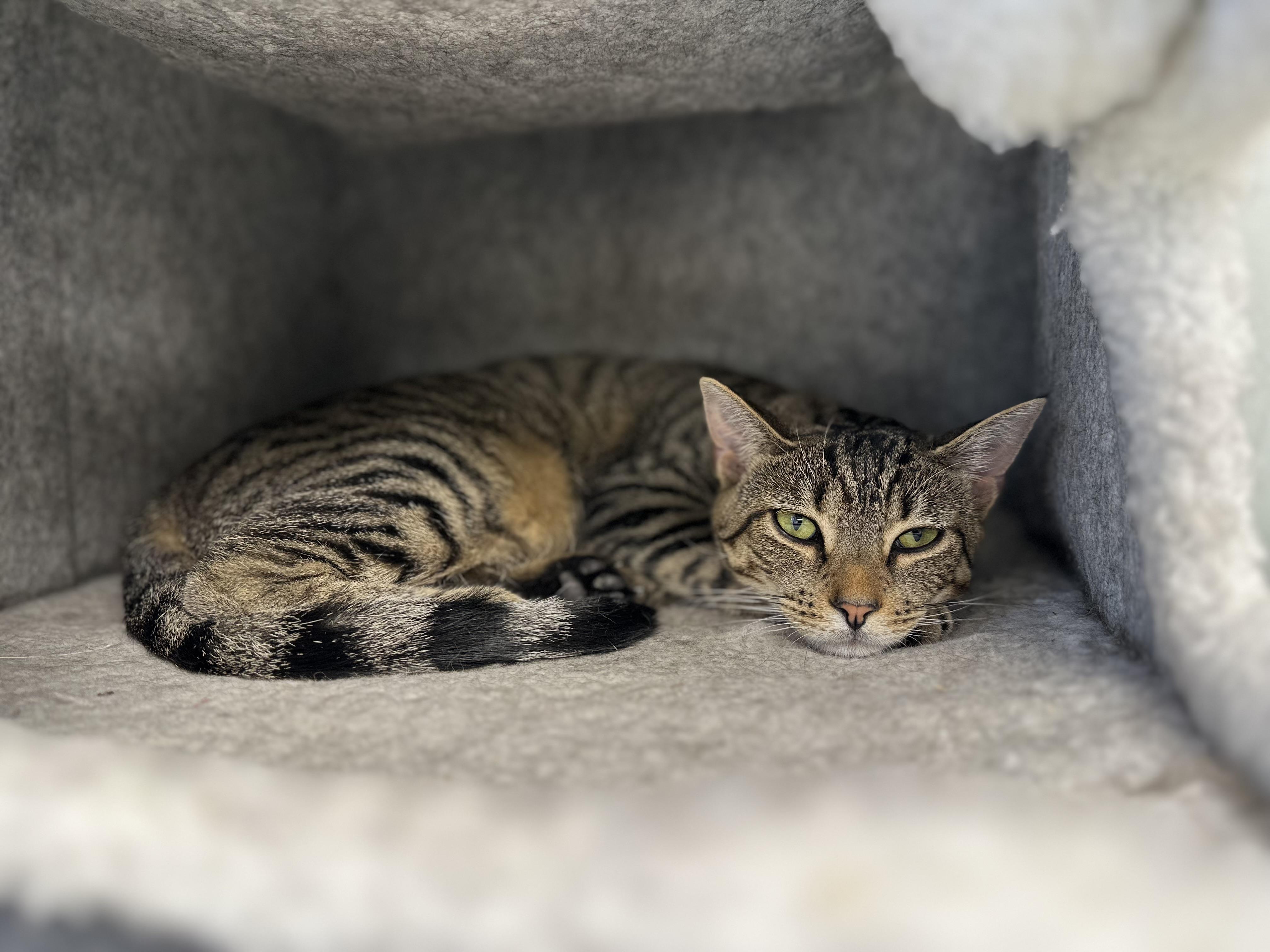 Pippa, ADOPTABLE, Young Female Domestic Short Hair.