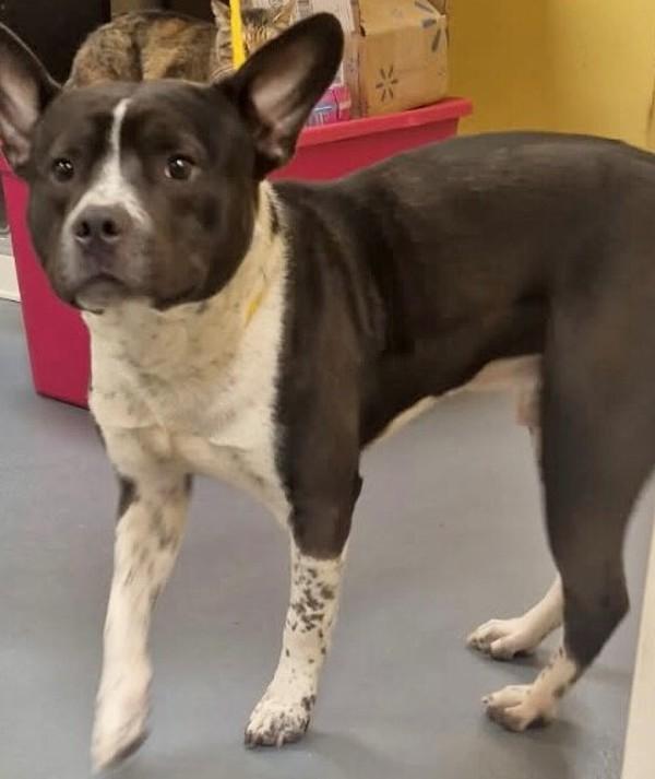 26-04-1064 Charlie, Adoptable, Adult Male American Staffordshire Terrier.