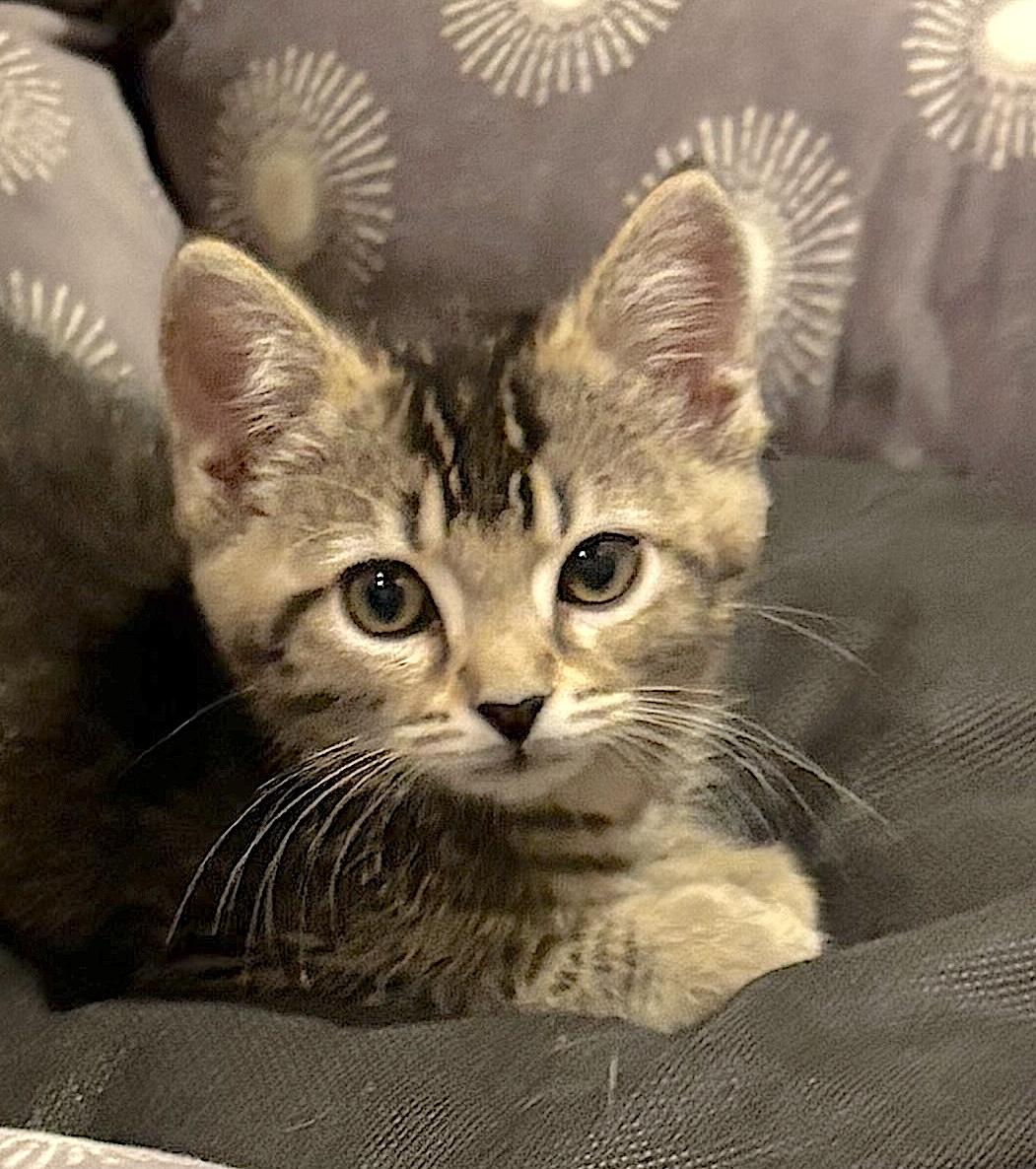 Enlarge Cactus, a ADOPTABLE Domestic Short Hair in Bedford, VA image 1/4