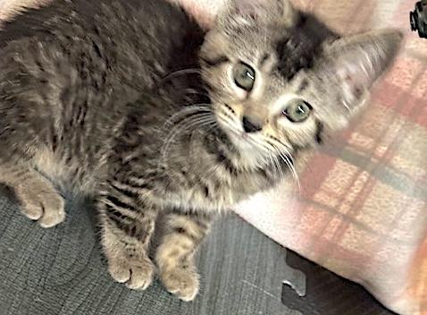 Enlarge Cactus, a ADOPTABLE Domestic Short Hair in Bedford, VA image 3/4