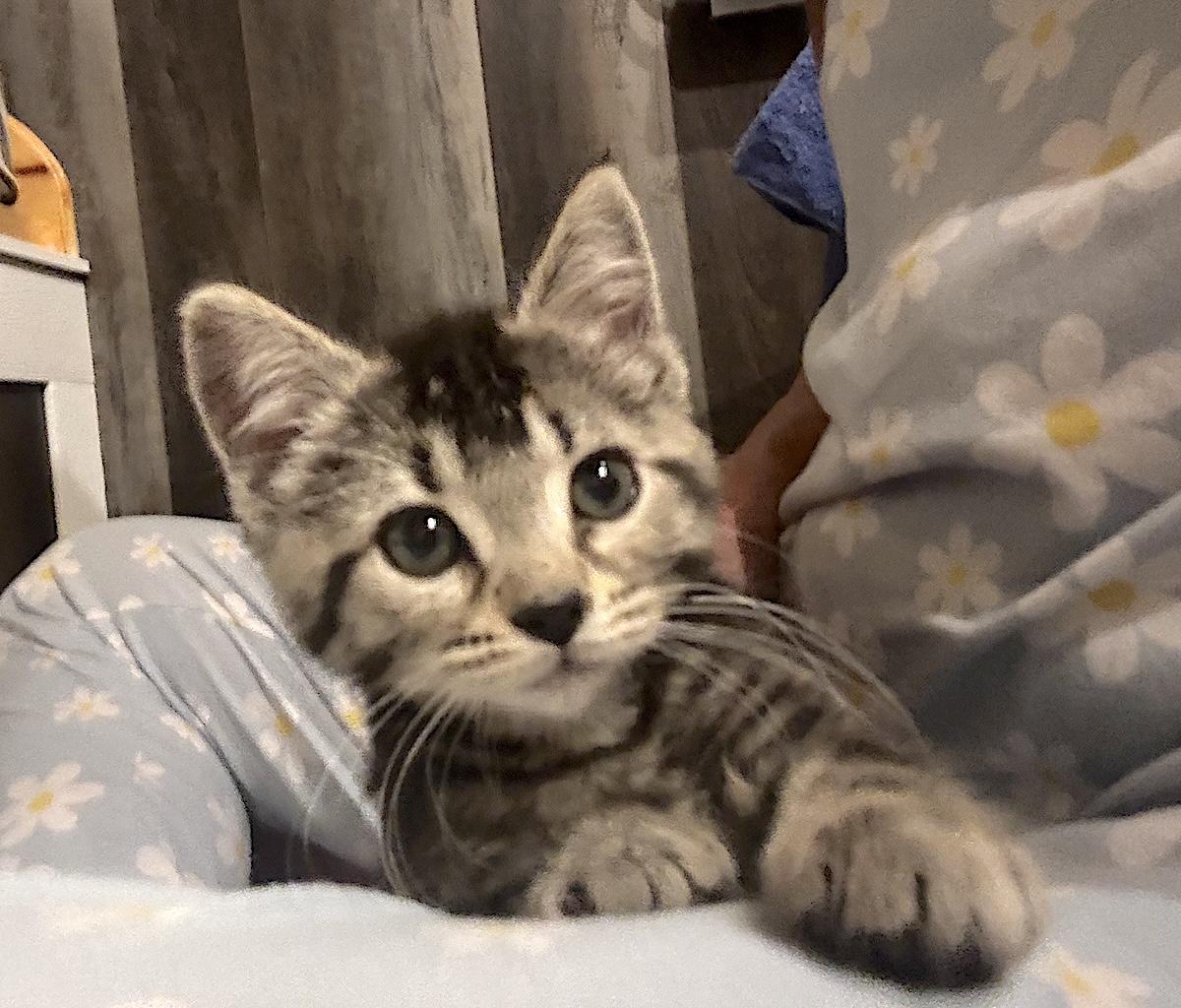 Enlarge Cactus, a ADOPTABLE Domestic Short Hair in Bedford, VA image 2/4