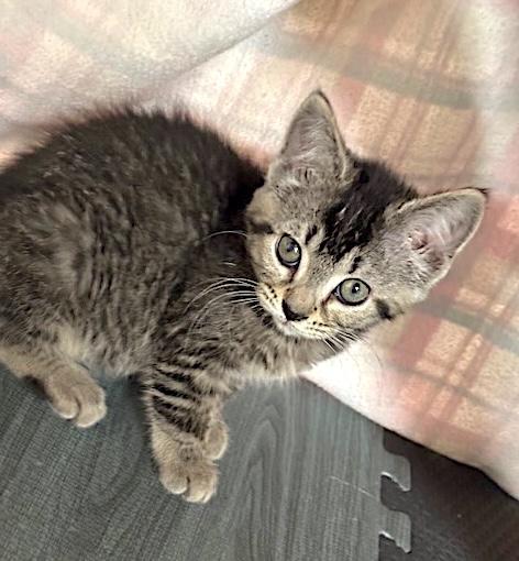 Enlarge Cactus, a ADOPTABLE Domestic Short Hair in Bedford, VA image 4/4