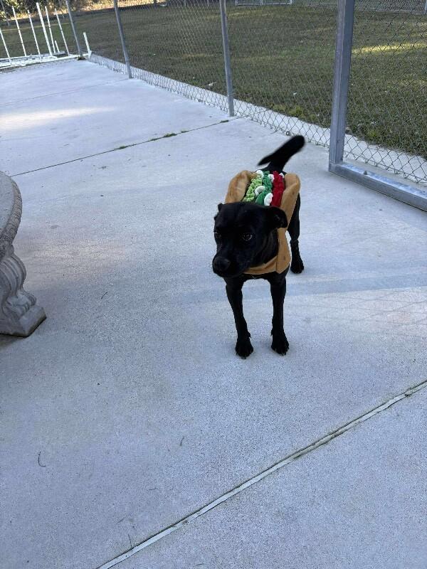 Paisley, Adoptable, Adult Female Black Labrador Retriever & Pit Bull Terrier.