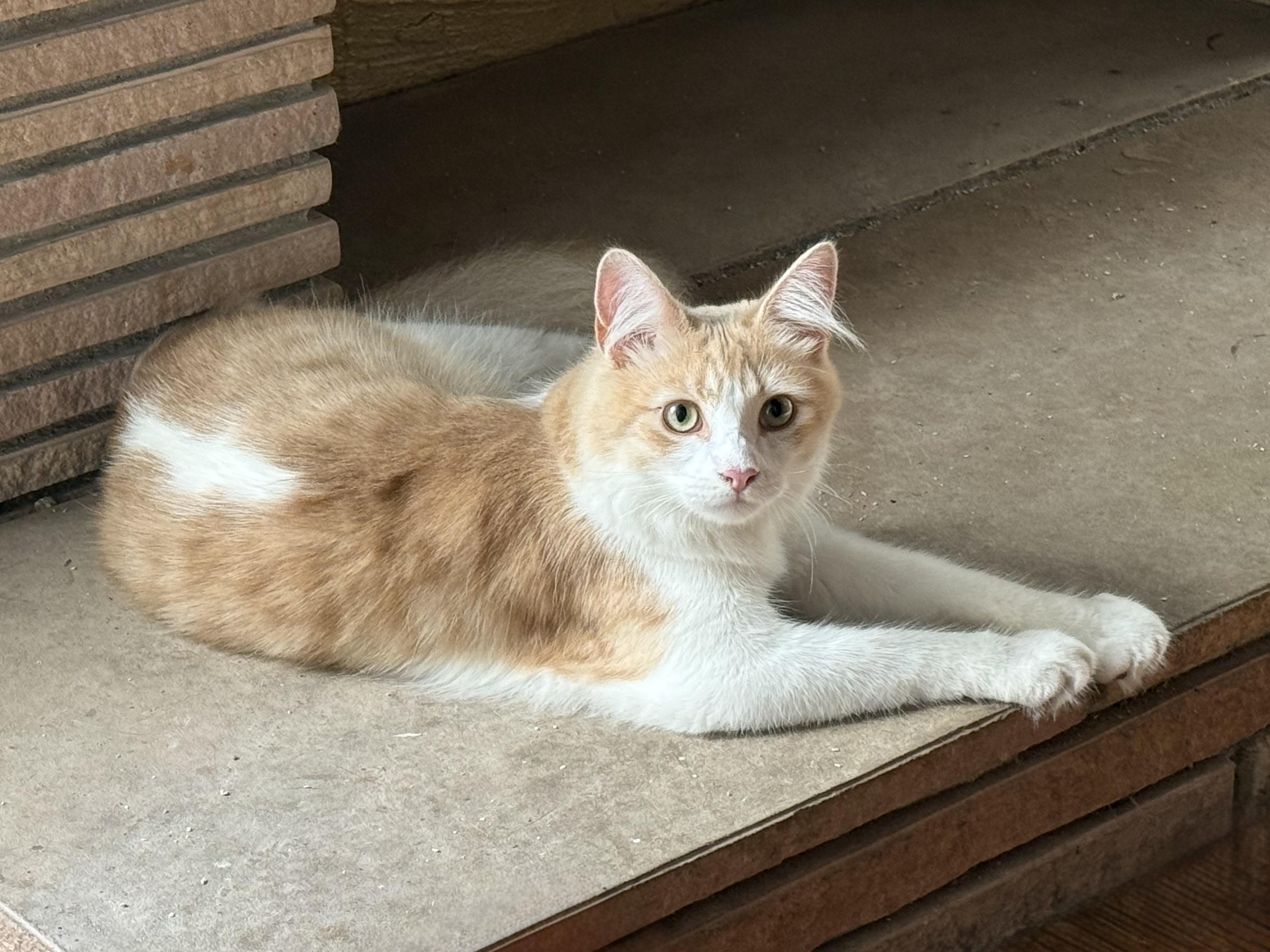 Lil Mister, ADOPTABLE, Young Male Domestic Medium Hair.