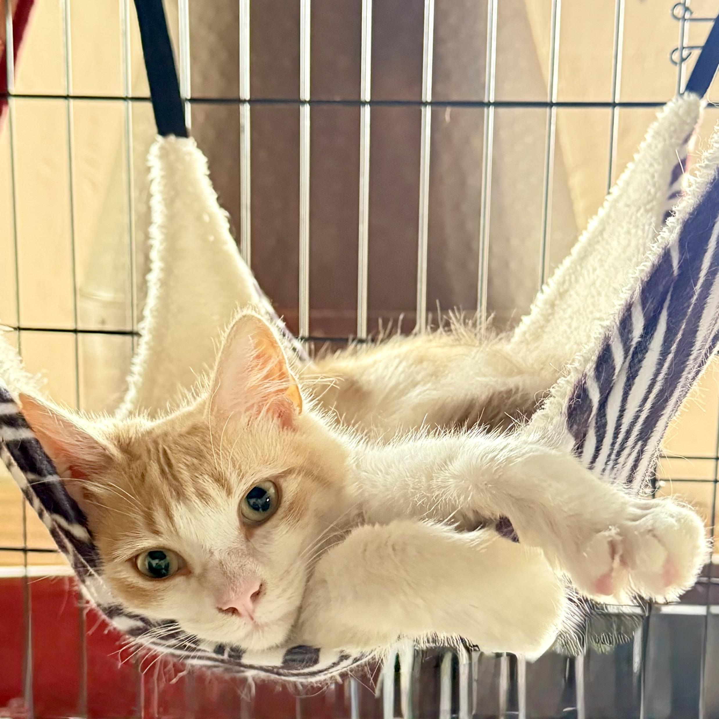 Lil Mister, a ADOPTABLE Domestic Medium Hair in Long Beach, CA image 2/4
