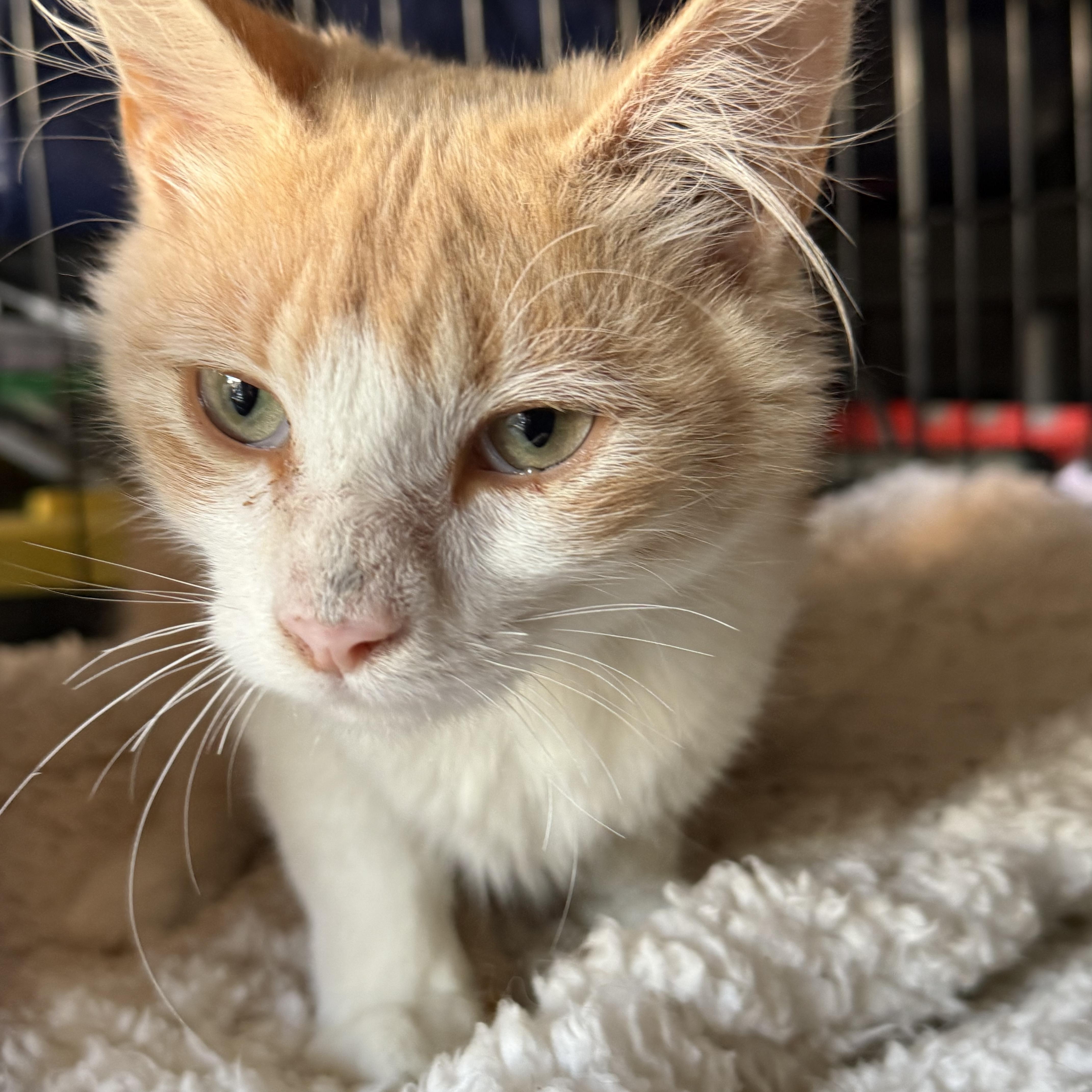 Lil Mister, a ADOPTABLE Domestic Medium Hair in Long Beach, CA image 4/4