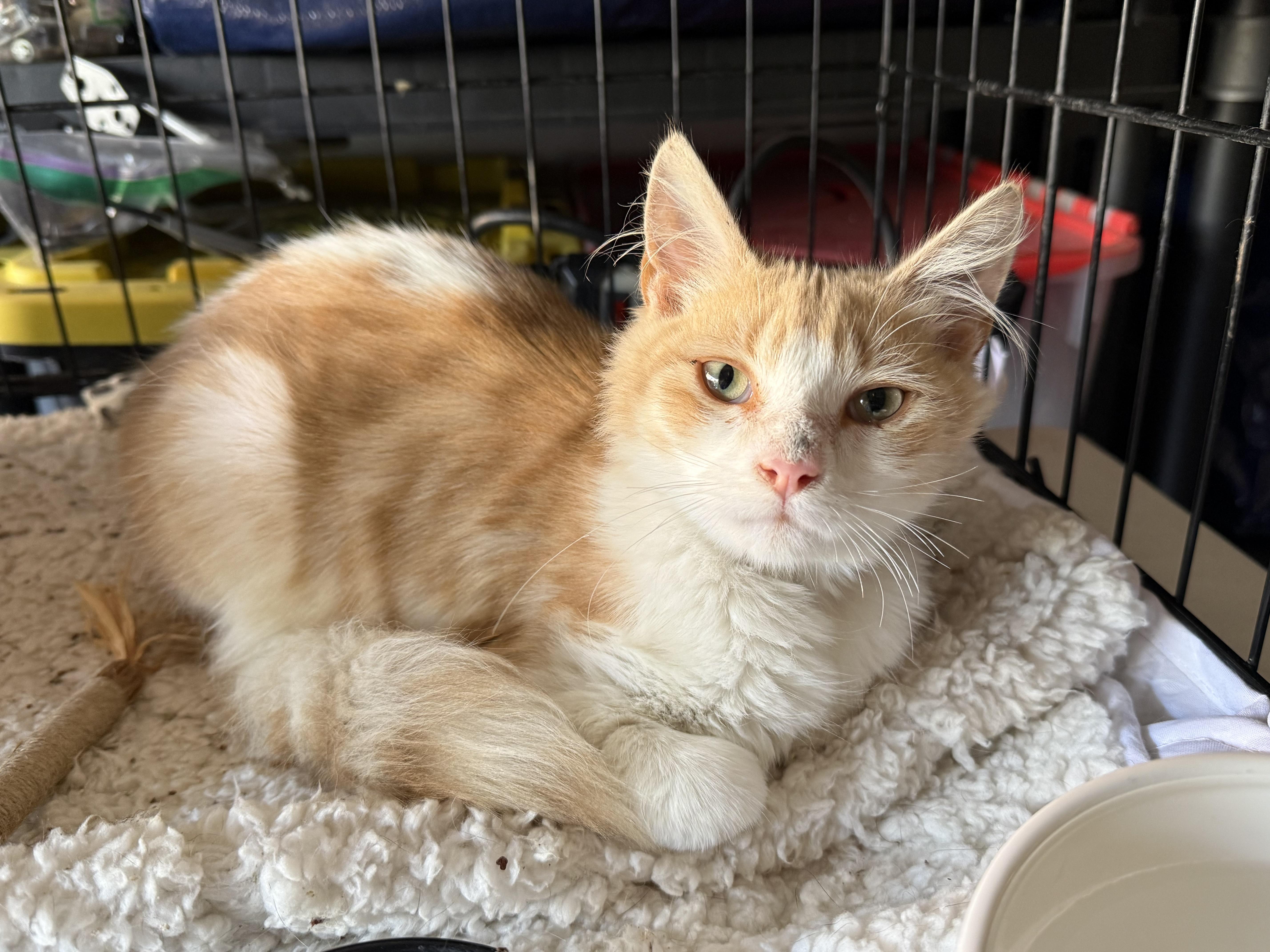 Lil Mister, a ADOPTABLE Domestic Medium Hair in Long Beach, CA image 3/4