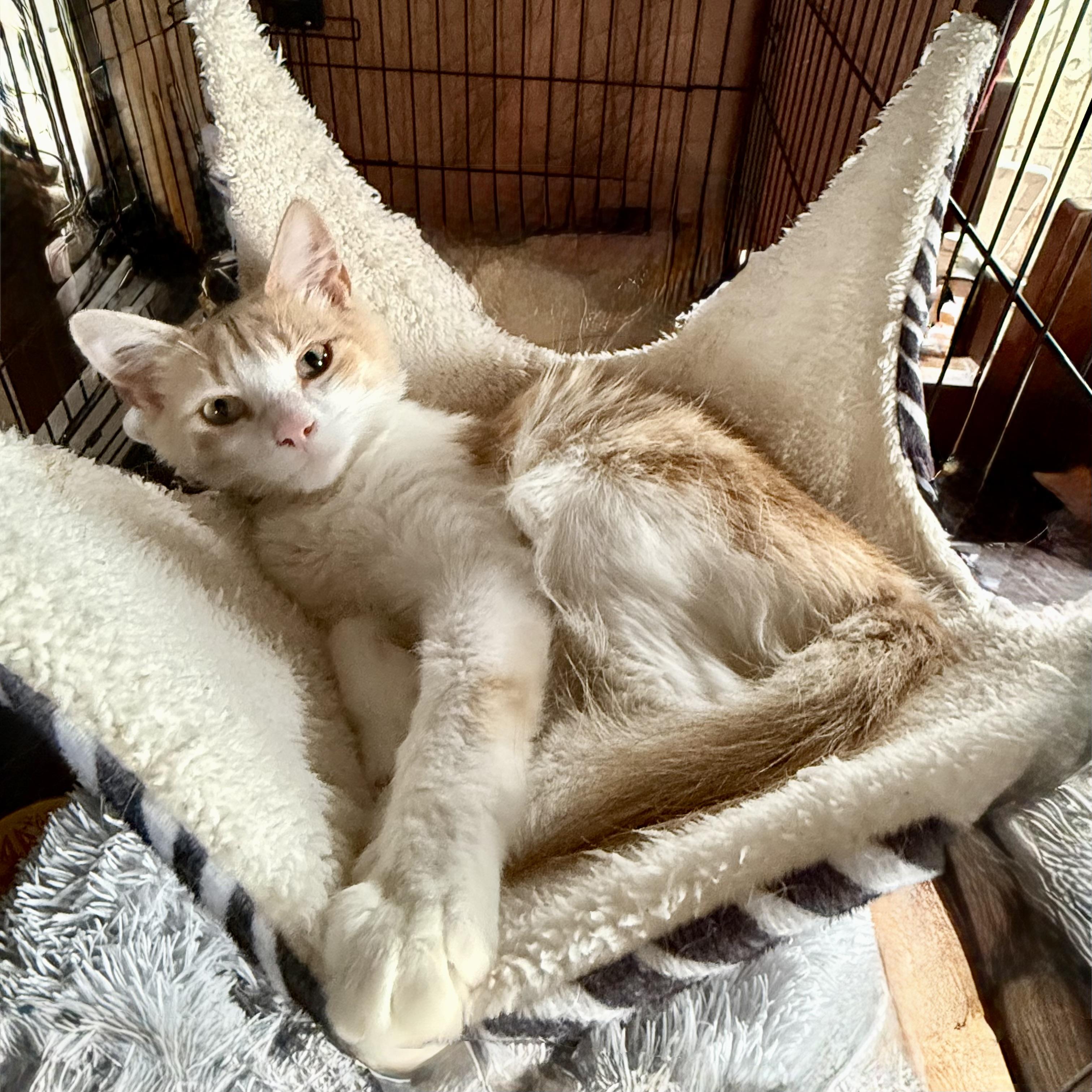 Lil Mister, a ADOPTABLE Domestic Medium Hair in Long Beach, CA image 1/4