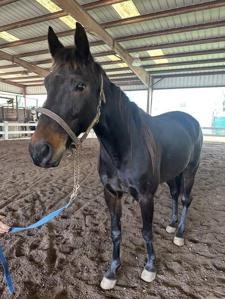 Ace, ADOPTABLE, Adult Male Grade & Gaited.