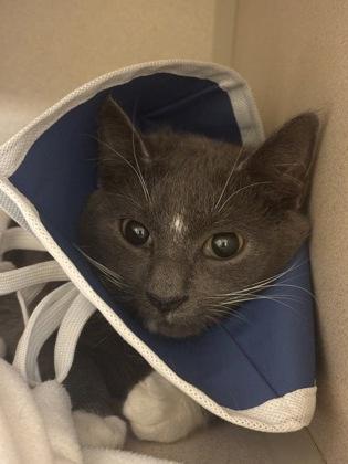 Gus, Adoptable, Adult Male Domestic Short Hair & Domestic Short Hair.