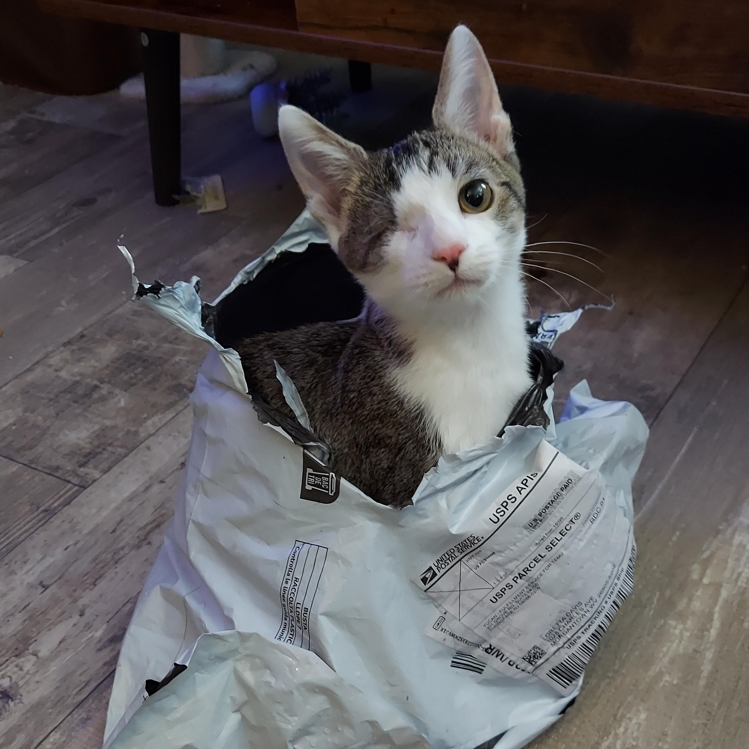 Baby Coconut 🥥 , adopted, Kitten Male Domestic Short Hair.