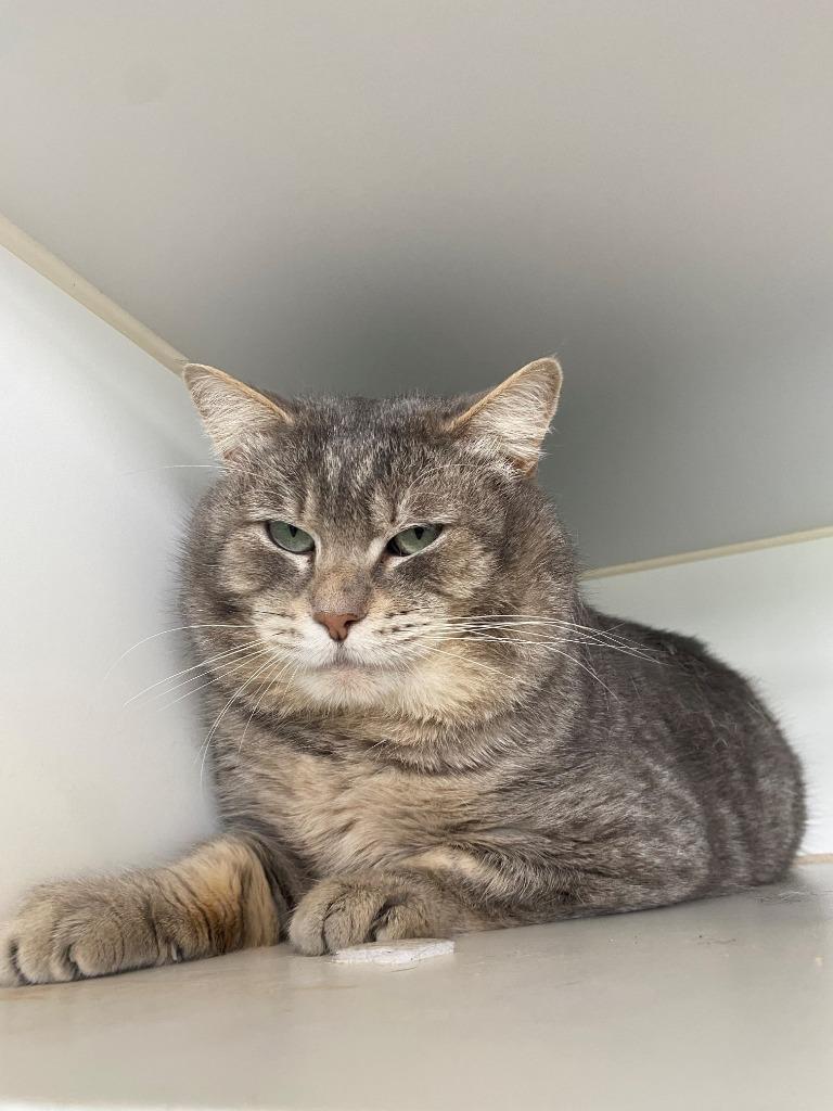 Bonus, Adoptable, Adult Male Domestic Short Hair.