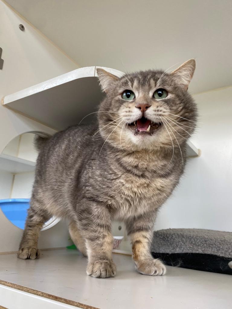 Enlarge Bonus, a Adoptable mixed breed in Newberg, OR image 2/4