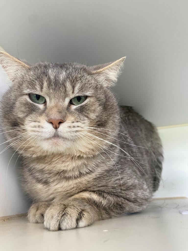 Enlarge Bonus, a Adoptable mixed breed in Newberg, OR image 3/4
