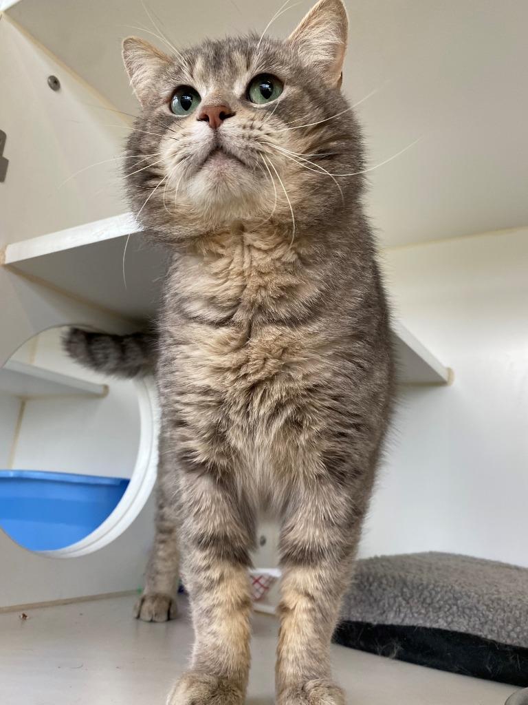 Enlarge Bonus, a Adoptable mixed breed in Newberg, OR image 4/4