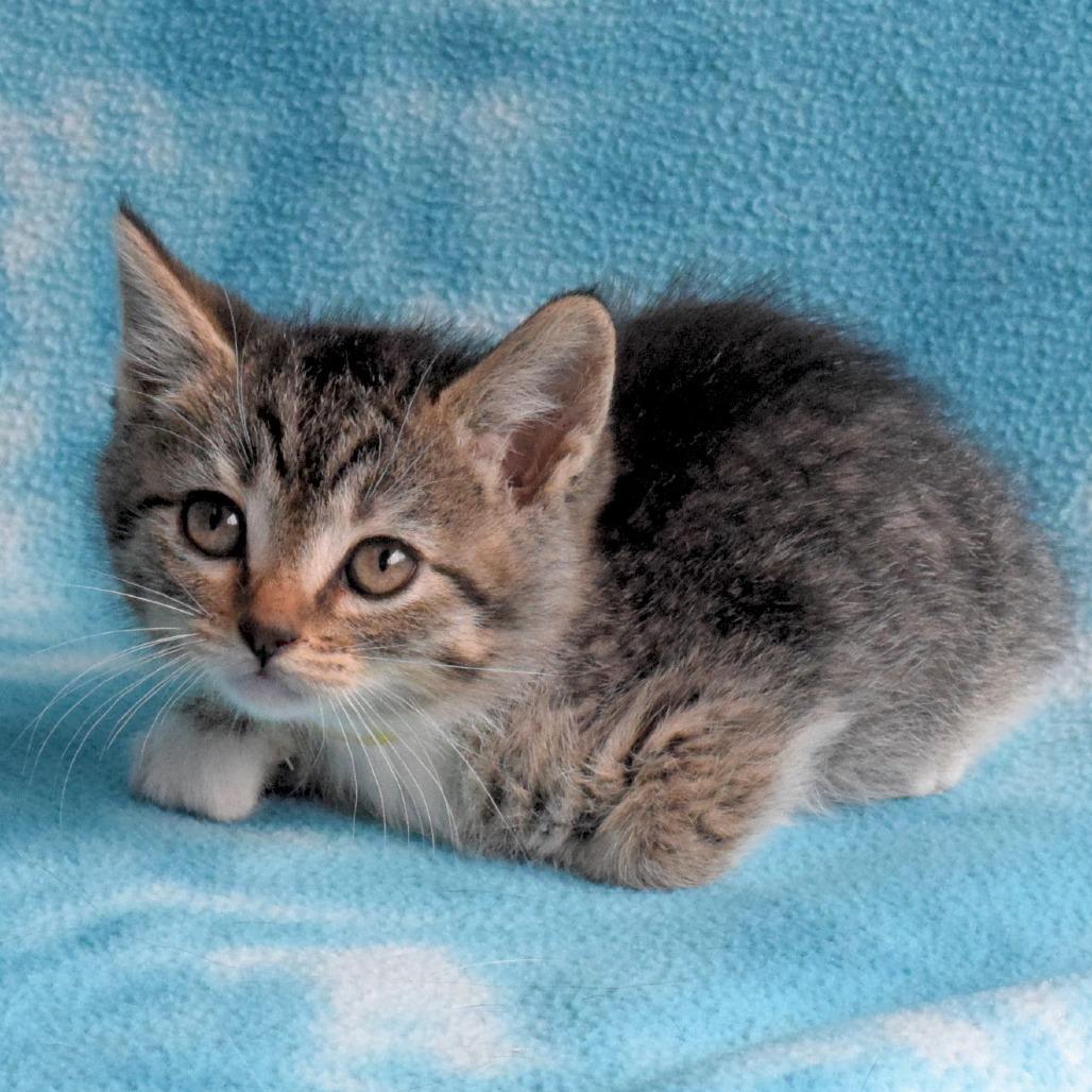 Ellie, Adoptable, Kitten Female Domestic Short Hair.