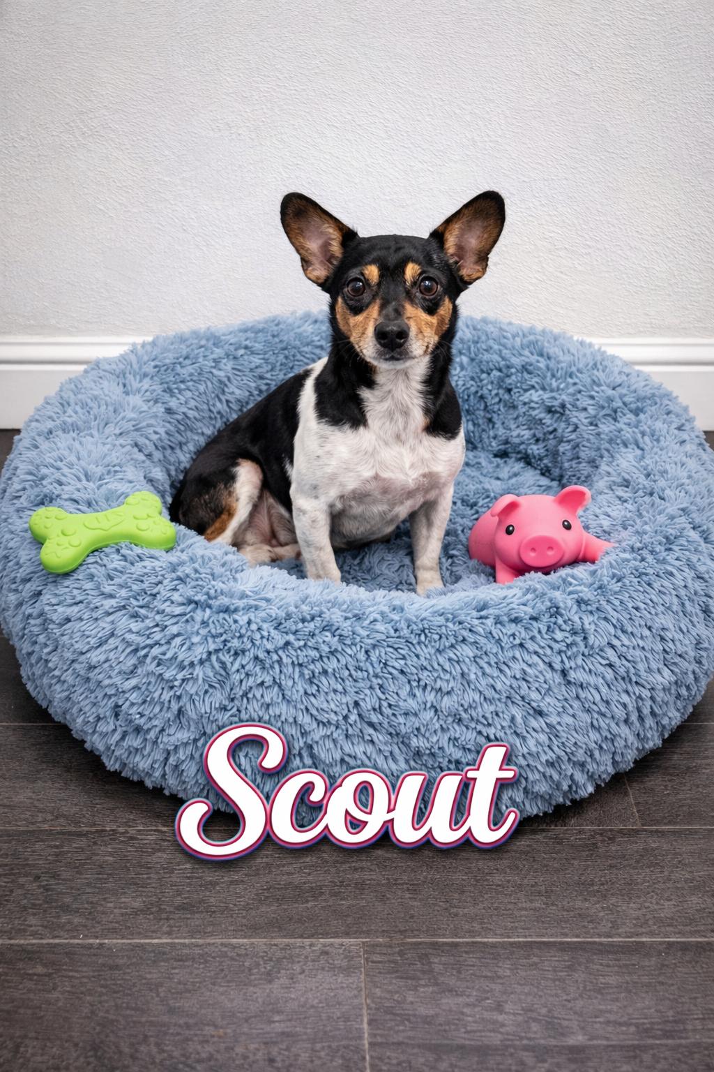 Enlarge Scout, a ADOPTABLE Rat Terrier in Momence, IL image 1/1