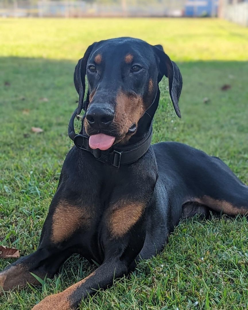Enlarge Gunner, a Adopted Doberman Pinscher in Nashville, TN image 1/1
