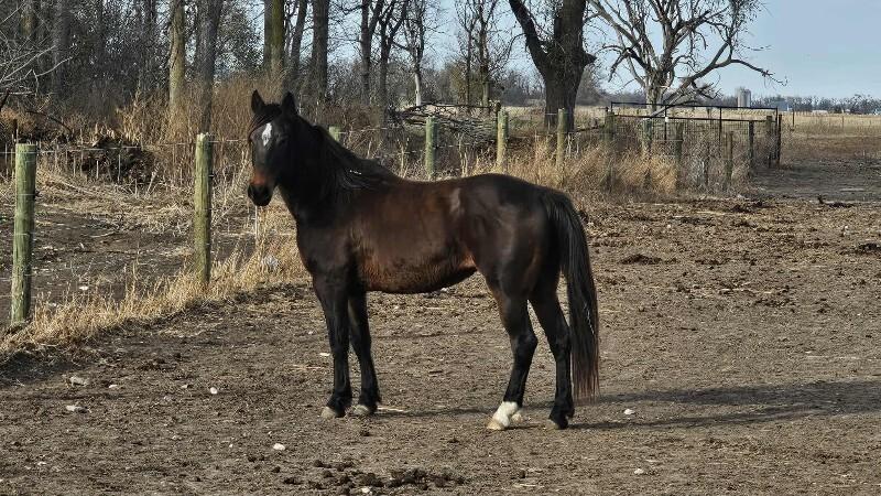 Enlarge Gemini, a Adoptable Mustang in Scotland, SD image 1/2