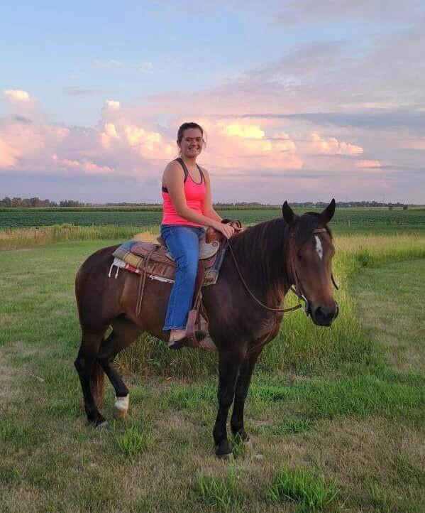 Enlarge Gemini, a Adoptable Mustang in Scotland, SD image 2/2