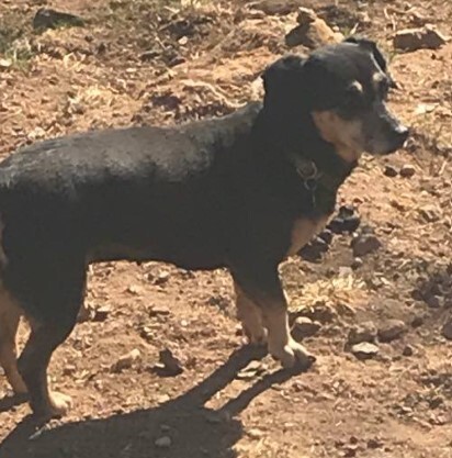Freida  - California, Adoptable, Senior Female Dachshund.