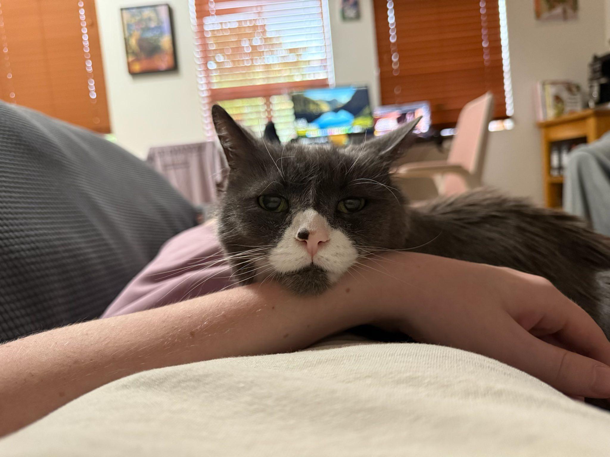 Mini, a Adoptable Domestic Medium Hair in Montreal, QC image 2/6