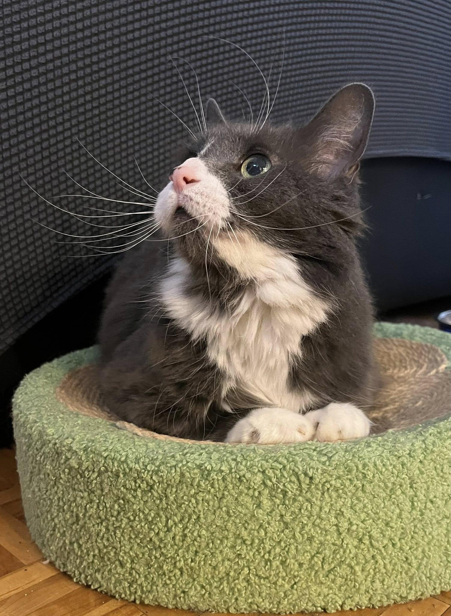 Mini, Adoptable, Senior Female Domestic Medium Hair.