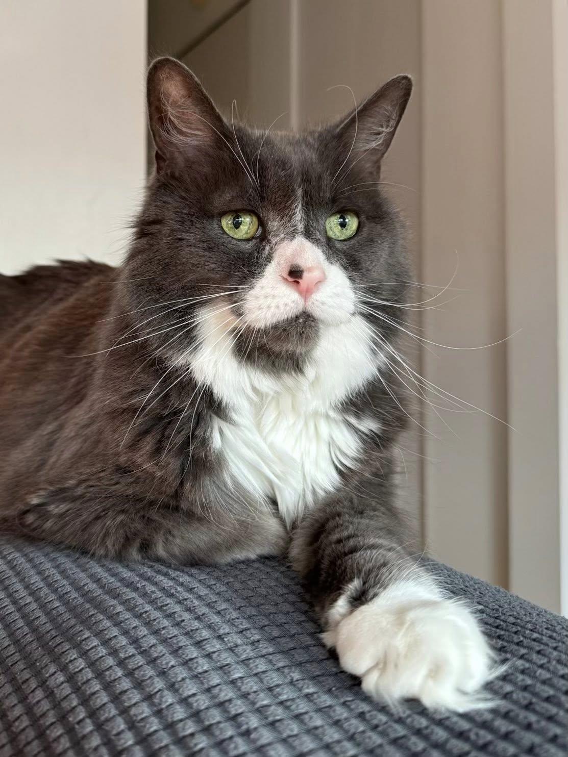 Mini, a Adoptable Domestic Medium Hair in Montreal, QC image 3/6