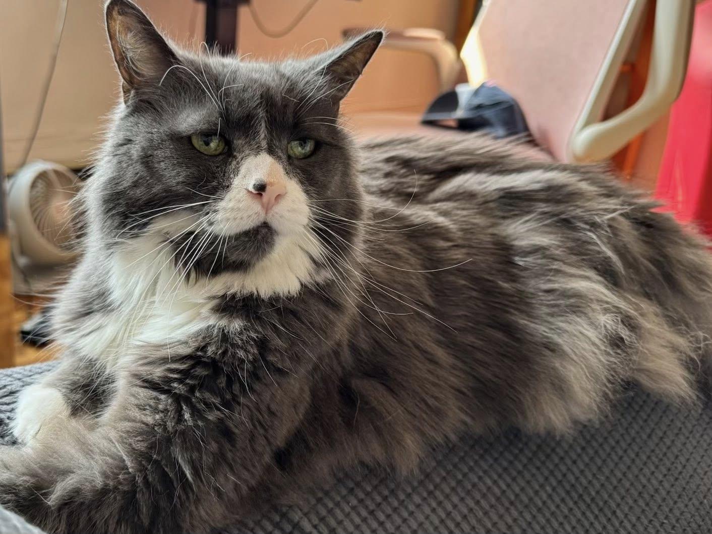 Mini, a Adoptable Domestic Medium Hair in Montreal, QC image 5/6