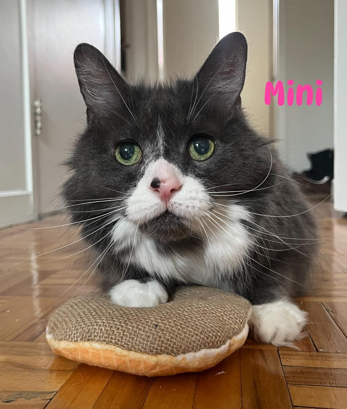 Mini, a Adoptable Domestic Medium Hair in Montreal, QC image 1/6