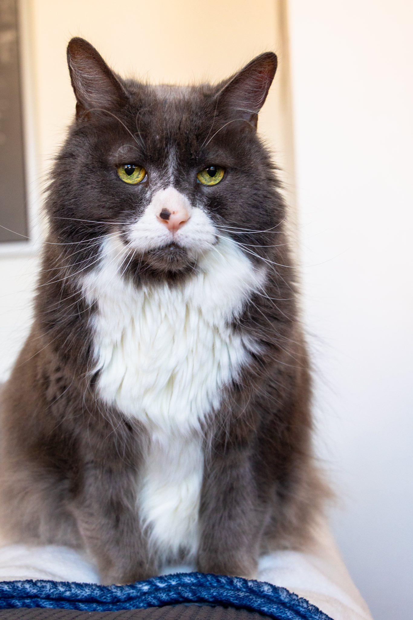 Enlarge Mini, a Adoptable Domestic Medium Hair in Montreal, QC image 1/6