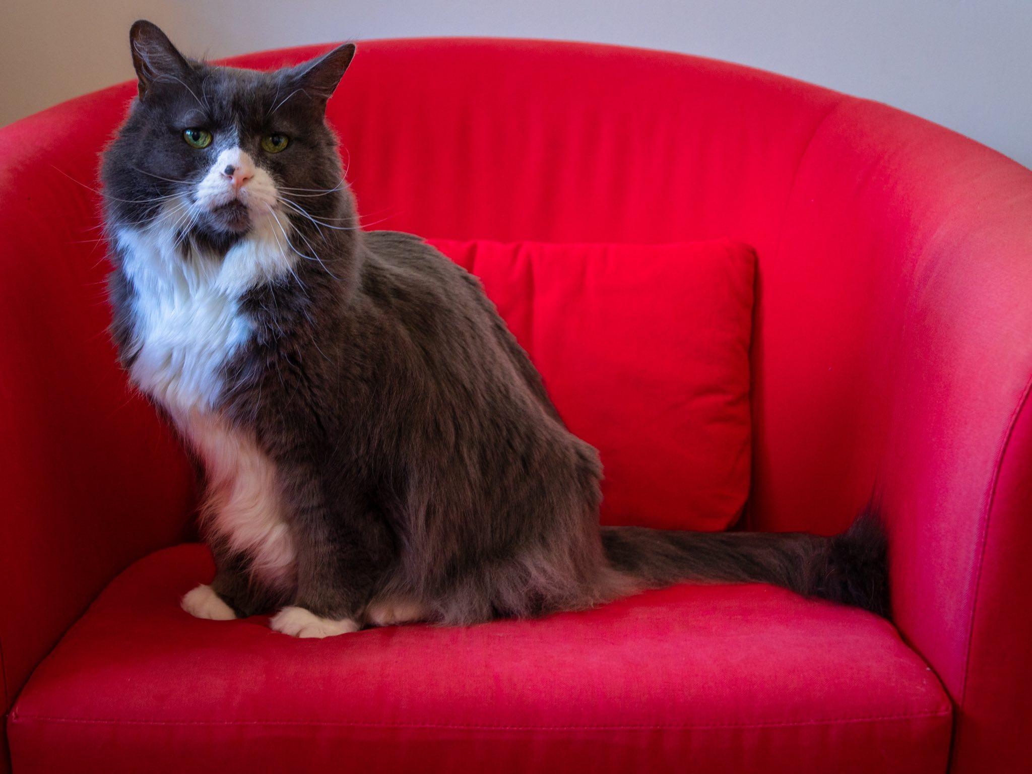 Enlarge Mini, a Adoptable Domestic Medium Hair in Montreal, QC image 2/6