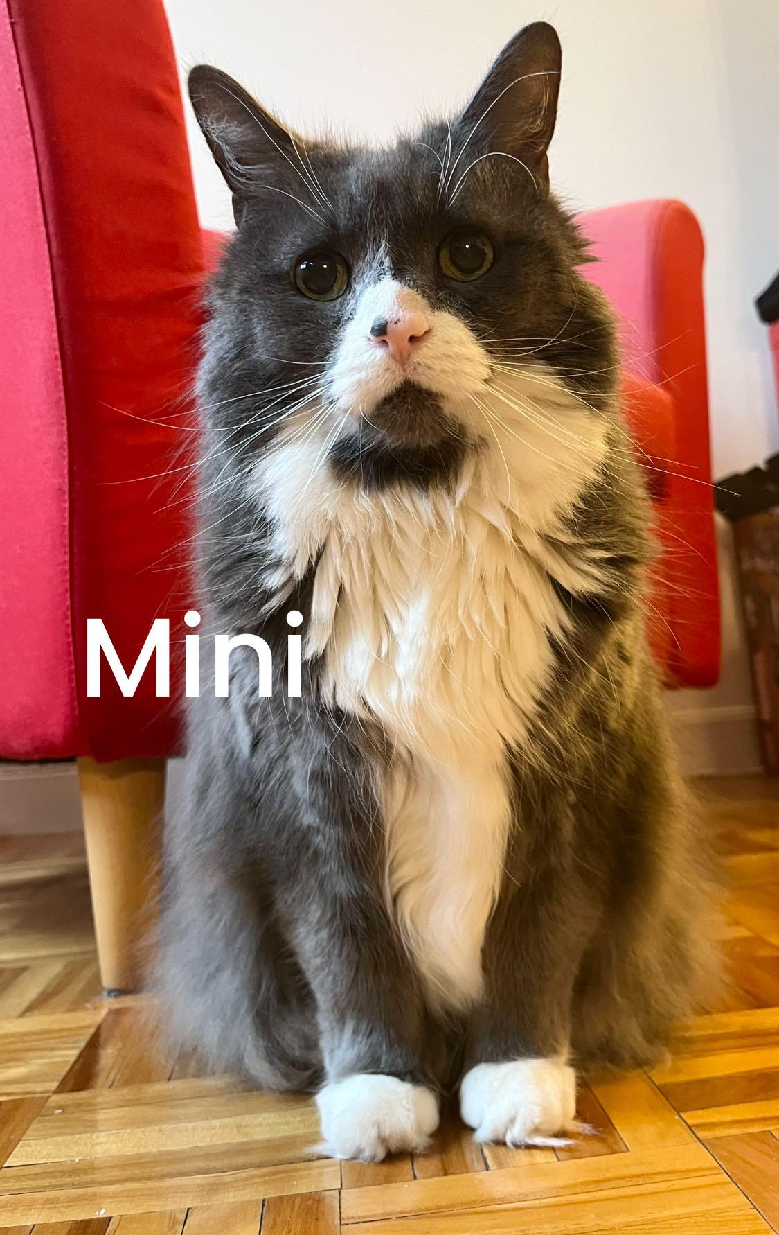 Enlarge Mini, a Adoptable Domestic Medium Hair in Montreal, QC image 1/6