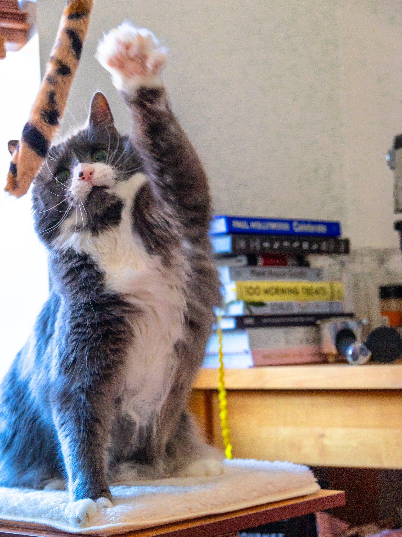 Enlarge Mini, a Adoptable Domestic Medium Hair in Montreal, QC image 3/6