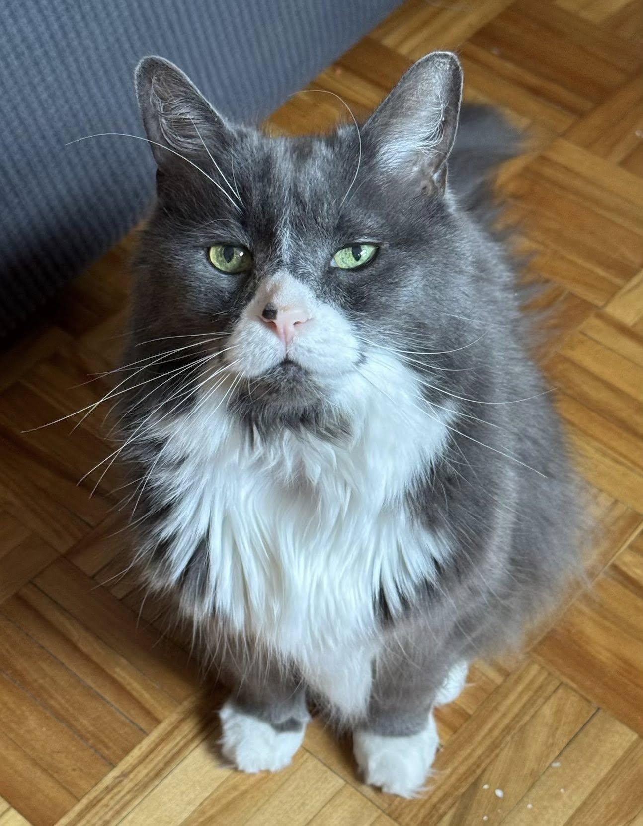 Mini, a Adoptable Domestic Medium Hair in Montreal, QC image 4/6