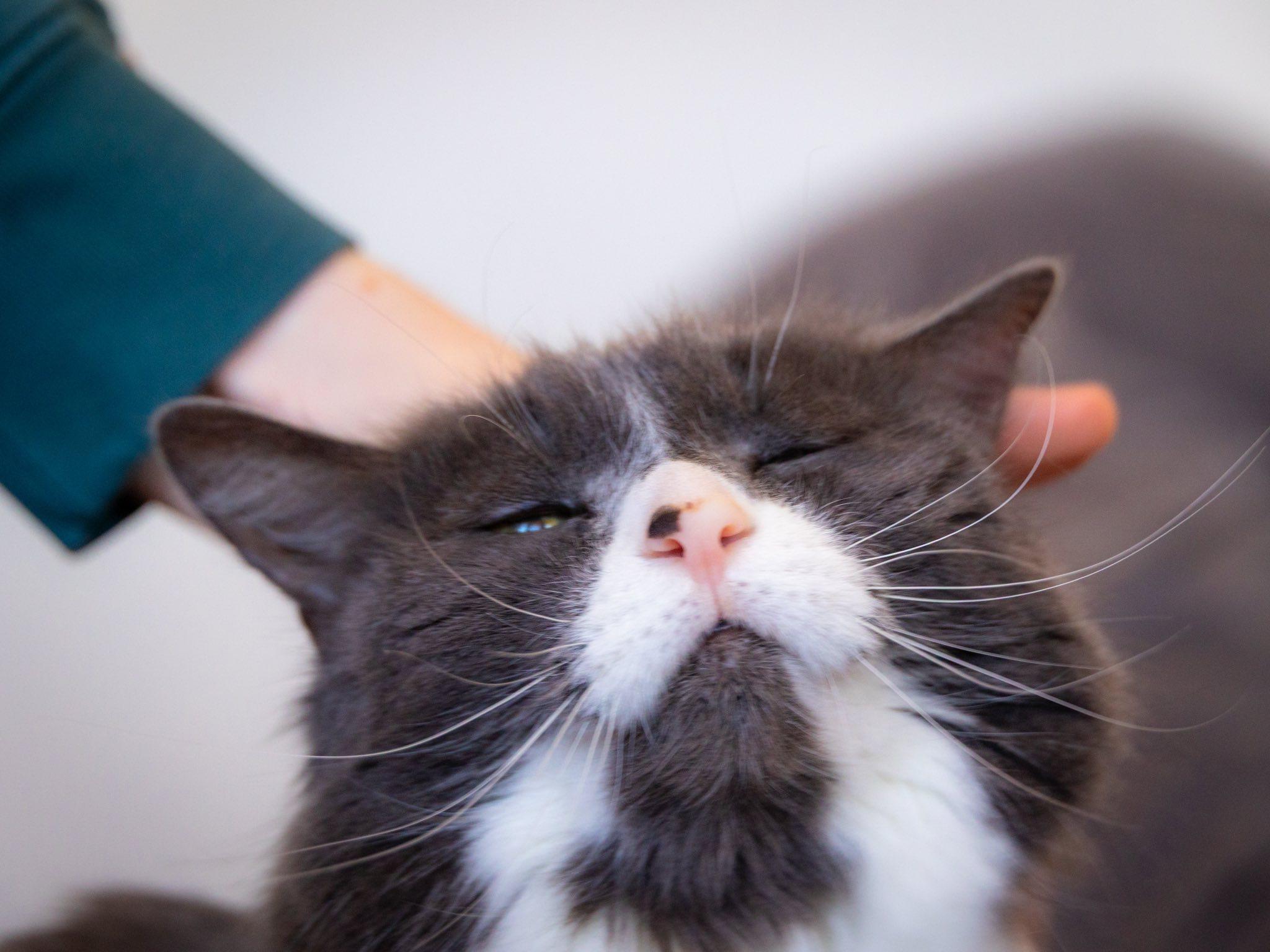 Mini, Adoptable, Senior Female Domestic Medium Hair.