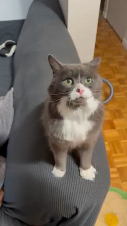 Enlarge Mini, a Adoptable Domestic Medium Hair in Montreal, QC video 6/6