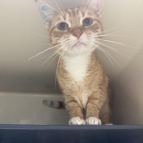 Enlarge Mango, a Adoptable Domestic Short Hair in Saranac Lake, NY image 1/1