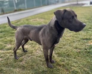 Snoop, a ADOPTABLE mixed breed in Hamilton, MT image 1/3