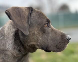 Snoop, a ADOPTABLE mixed breed in Hamilton, MT image 2/3