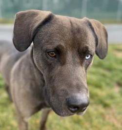 Snoop, a ADOPTABLE mixed breed in Hamilton, MT image 3/3