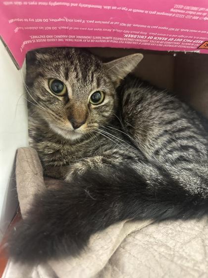 Enlarge Tigger, a Adoptable mixed breed in Gulfport, MS image 1/1