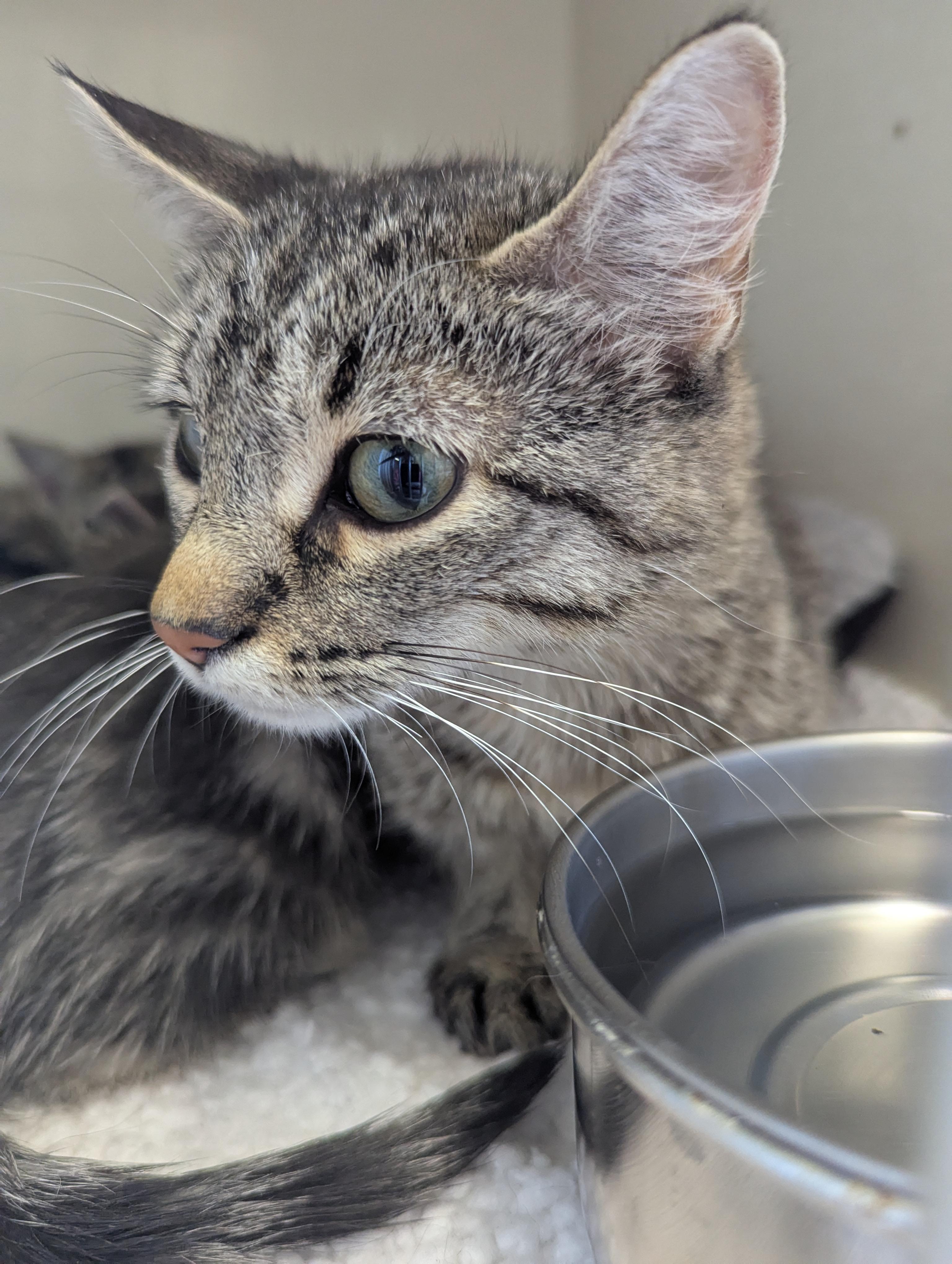 Charcuterie, an adoptable Domestic Short Hair in Morden, MB, R6M 1Y4 | Photo Image 1